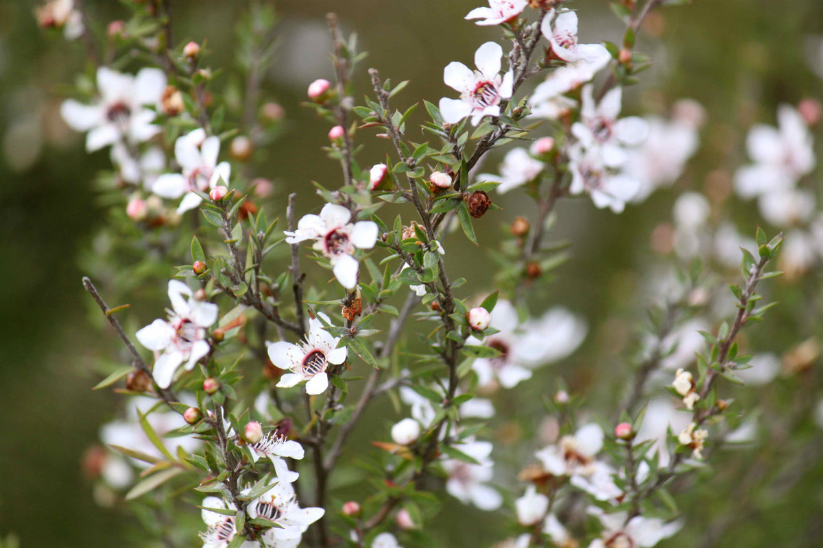 Manuka Essential Oil - native to New Zealand